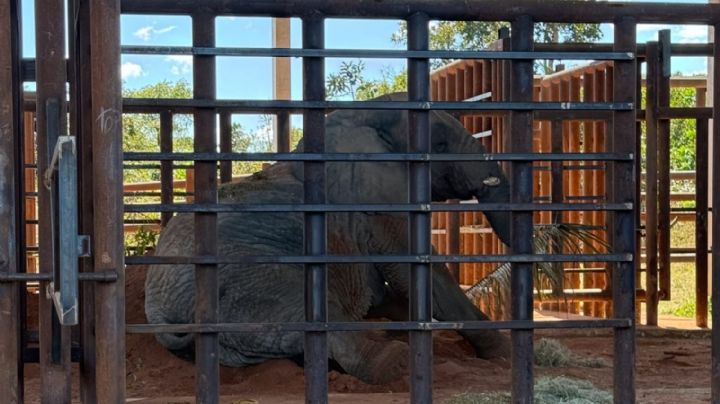 La elefanta Kenya llegó al santuario de Brasil 