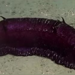 "Batatita", el pepino de mar del streaming del Conicet que se hizo famoso