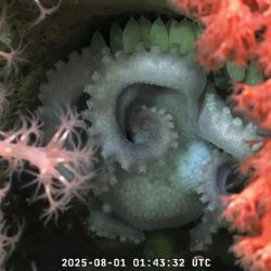 "Morirá": la historia más conmovedora que surgió el streaming del Conicet