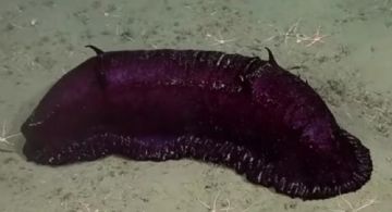 "Batatita", el pepino de mar del streaming del Conicet que se hizo famoso