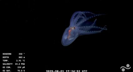 Streaming de Conicet: encontraron un espectacular "pulpo de cristal" 