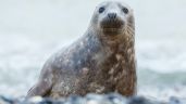 Foto ilustrativa de la nota titulada: Descubren que una especie de focas "cantan" canciones infantiles