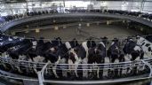 Foto ilustrativa de la nota titulada: Brasil habilitó el ingreso de leche en polvo desde la Argentina