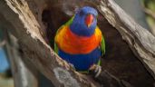 Foto ilustrativa de la nota titulada: Las aves cambian de sexo más a menudo de lo que se creía