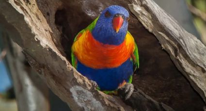 Las aves cambian de sexo más a menudo de lo que se creía