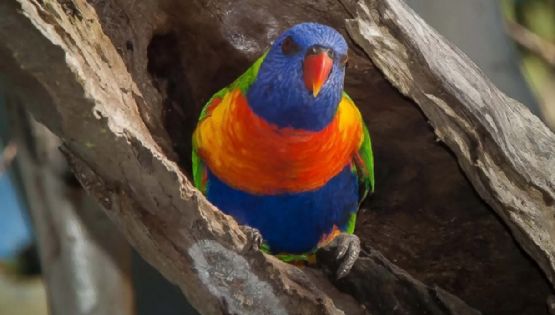 Las aves cambian de sexo más a menudo de lo que se creía