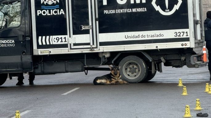 Murió atropellado el día de su cumpleaños y su perro no se alejó de él