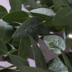 Por qué el agua de lluvia es buena para las plantas