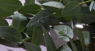 Por qué el agua de lluvia es buena para las plantas