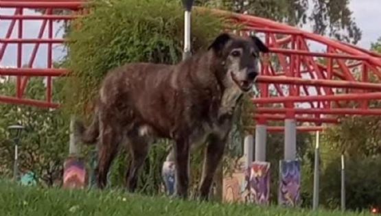 El barrio Unimev llora la partida de Ramón, el mejor amigo de la plaza