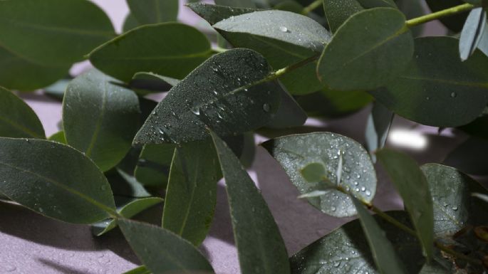 Por qué el agua de lluvia es buena para las plantas