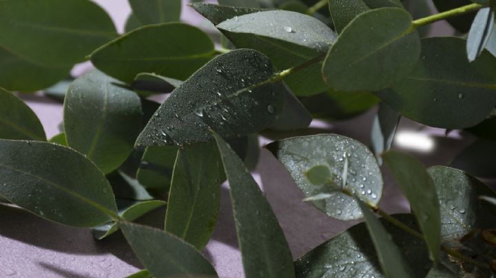 Por qué el agua de lluvia es buena para las plantas