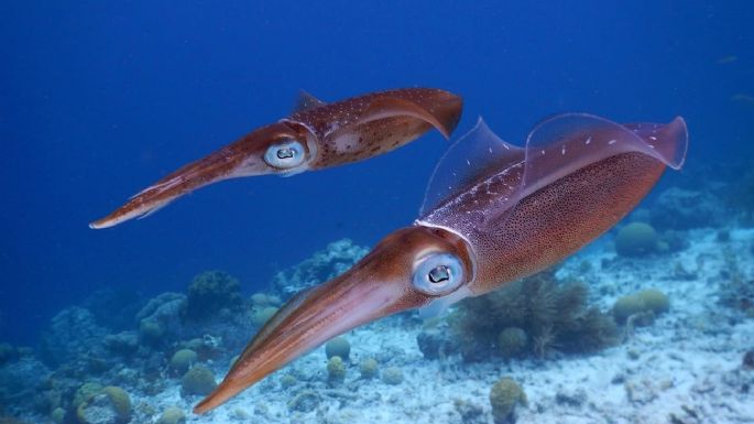 Retiran de las góndolas en EEUU "Camarones radiactivos"