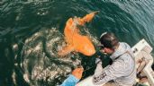 Foto ilustrativa de la nota titulada: Hallaron al primer tiburón nodriza naranja del mundo