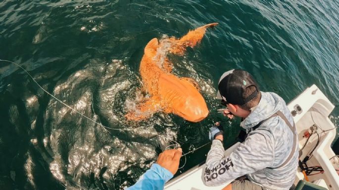 Hallaron al primer tiburón nodriza naranja del mundo