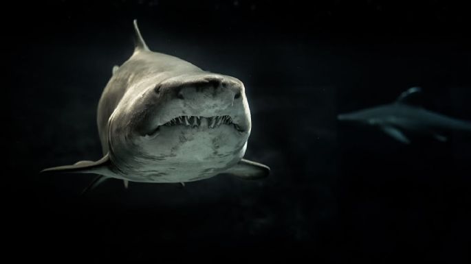 La razón por la que los tiburones están perdiendo sus dientes