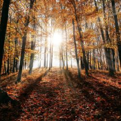 Revelan secretos del Sol: captan las llamaradas más pequeñas jamás vistas