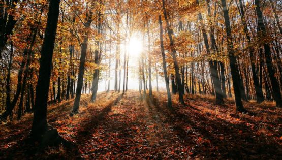 Revelan secretos del Sol: captan las llamaradas más pequeñas jamás vistas