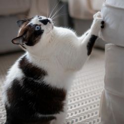 Cómo evitar que tu gato araña los muebles con un solo elemento 