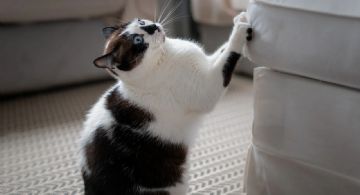 Cómo evitar que tu gato arañe los muebles con un solo elemento 