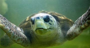 Terminó el seguimiento satelital al tortugo Jorge
