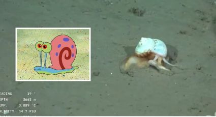 Tras el hallazgo de la “estrella culona”, el CONICET se encontró con “Gary”