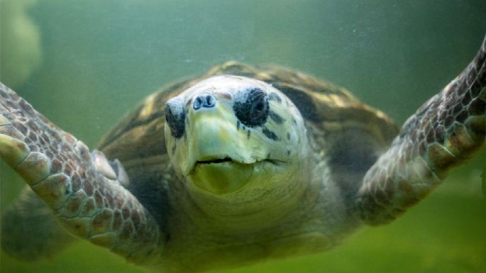 Terminó el seguimiento satelital al tortugo Jorge