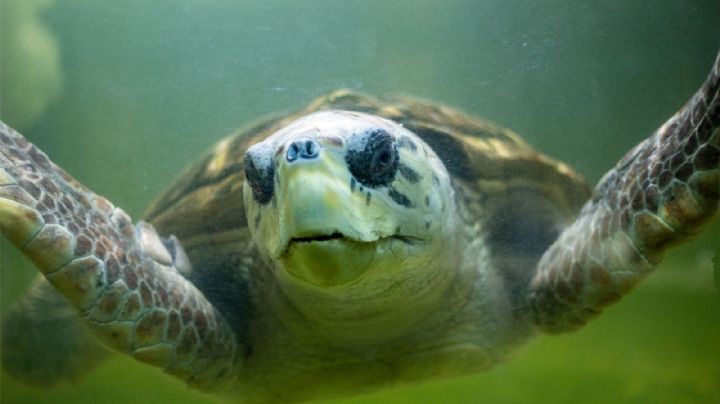 Terminó el seguimiento satelital al tortugo Jorge