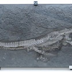 Un nuevo reptil marino con un cuello excepcionalmente largo emerge del Jurásico