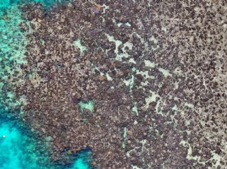 La Gran Barrera sufrió una muerte masiva de corales
