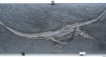 Un nuevo reptil marino con un cuello excepcionalmente largo emerge del Jurásico