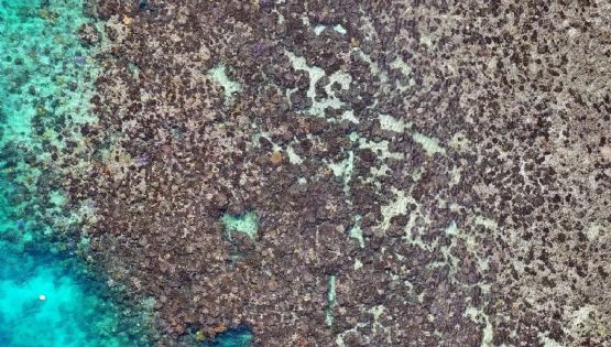 La Gran Barrera sufrió una muerte masiva de corales