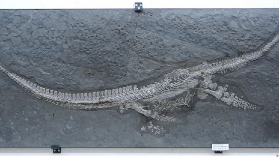 Un nuevo reptil marino con un cuello excepcionalmente largo emerge del Jurásico