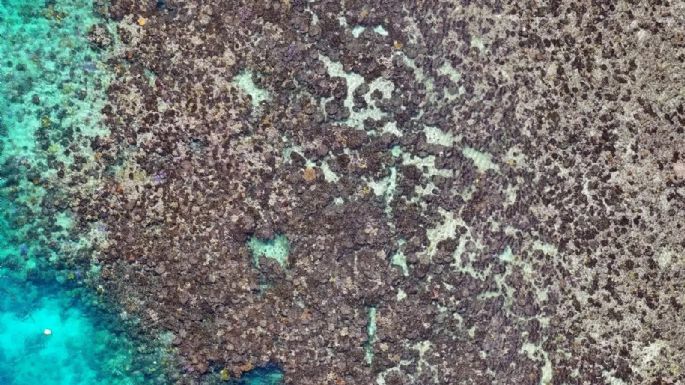 La Gran Barrera sufrió una muerte masiva de corales