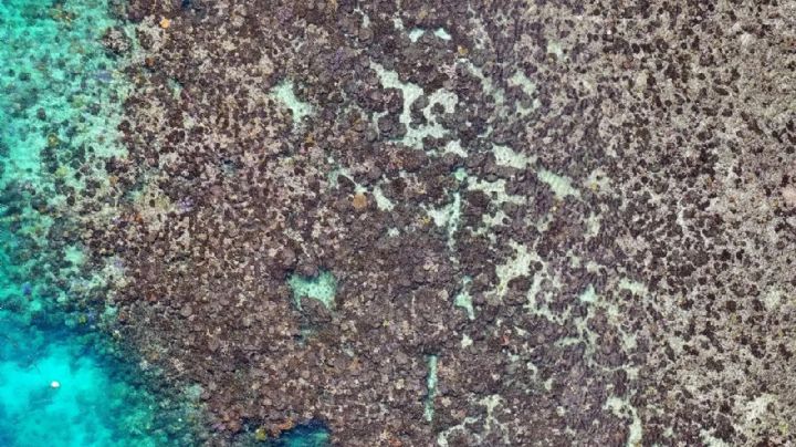 La Gran Barrera sufrió una muerte masiva de corales