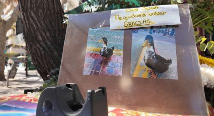 El debate animalista que inició el “desalojo” del pato Juan: “Se está analizando realizar una comisión”
