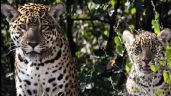 Foto ilustrativa de la nota titulada: Histórico: nació el primer yaguareté silvestre en El Impenetrable