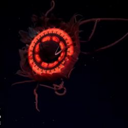 La deslumbrante medusa roja que no había sido registrada jamás