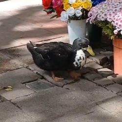 El pato Juan y la deuda moral que la Argentina sigue negando