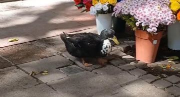 El pato Juan y la deuda moral que la Argentina sigue negando