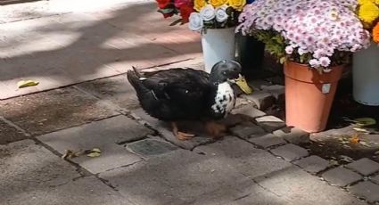 El pato Juan y la deuda moral que la Argentina sigue negando