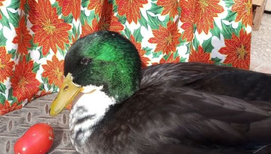 Pese al pedido de la gente, pato Juan no volverá al Centro
