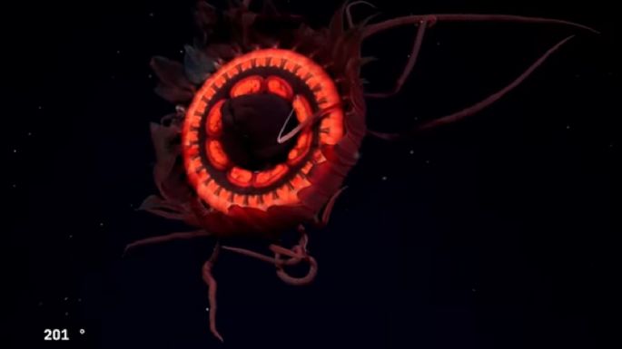 La deslumbrante medusa roja que no había sido registrada jamás