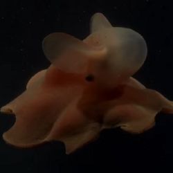 El pulpo “Dumbo”: la nueva estrella del streaming del CONICET 