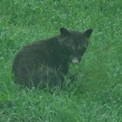 ¿Oso o mapache? el misterioso animal que ha desconcertado a los expertos 