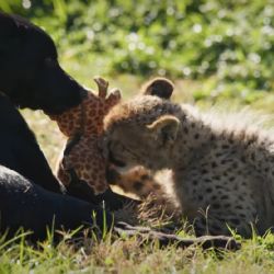 Rozi y Ziggy, la tierna amistad entre un cachorro mestizo y la cría de un guepardo 