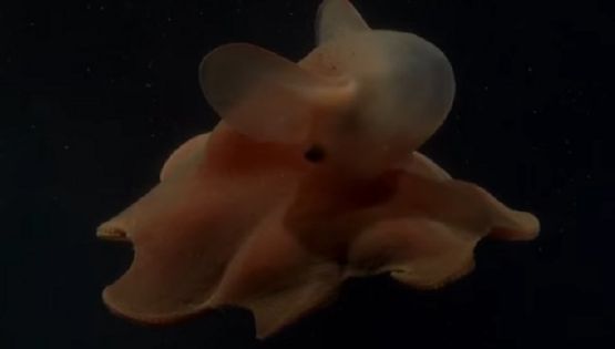 El pulpo “Dumbo”: la nueva estrella del streaming del CONICET 