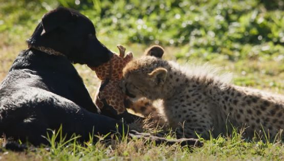 Rozi y Ziggy, la tierna amistad entre un cachorro mestizo y la cría de un guepardo 