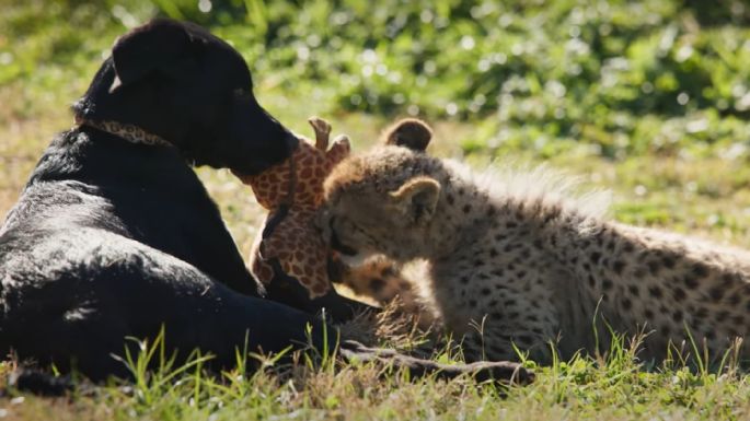 Rozi y Ziggy, la tierna amistad entre un cachorro mestizo y la cría de un guepardo 
