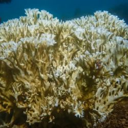 Un informe alerta que el cambio climático amenaza a los arrecifes de Brasil